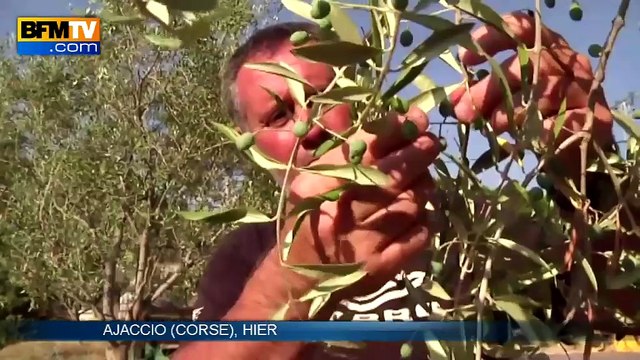 Xyllela fastidiosa: la bactérie tueuse de plantes est arrivée en Corse