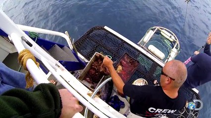 Baiting Sharks for Photo Identification