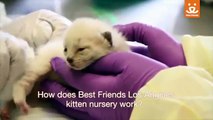 Best Friends Animal Society Los Angeles Kitten Nursery - Save The Kittens