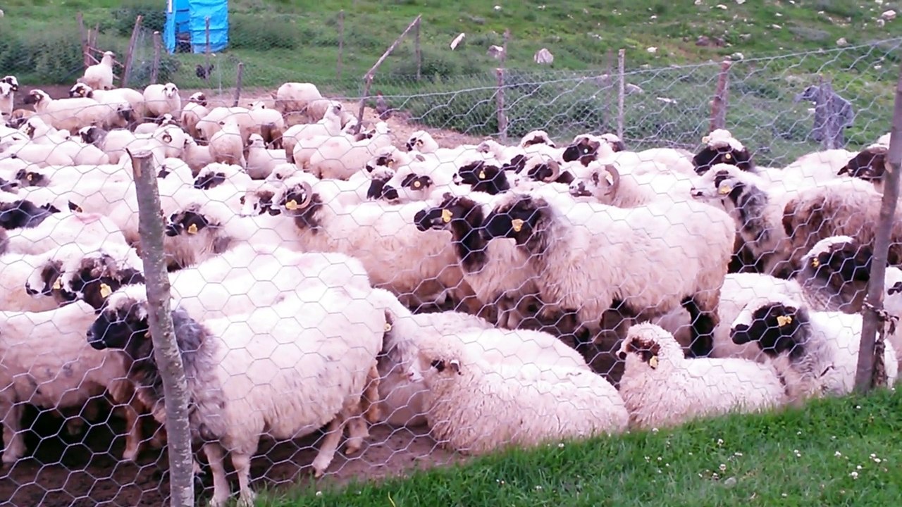 Yaylada koyun sağma 20150723
