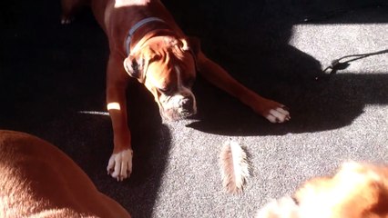 Un énorme boxer tombe nez à nez avec une plume.