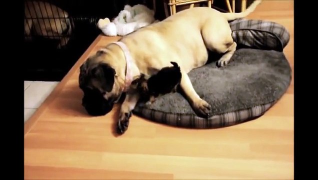 Un petit chiot grimpe dans le panier de ce bullmastiff. Découvrez vite la réaction de ce gros chien...