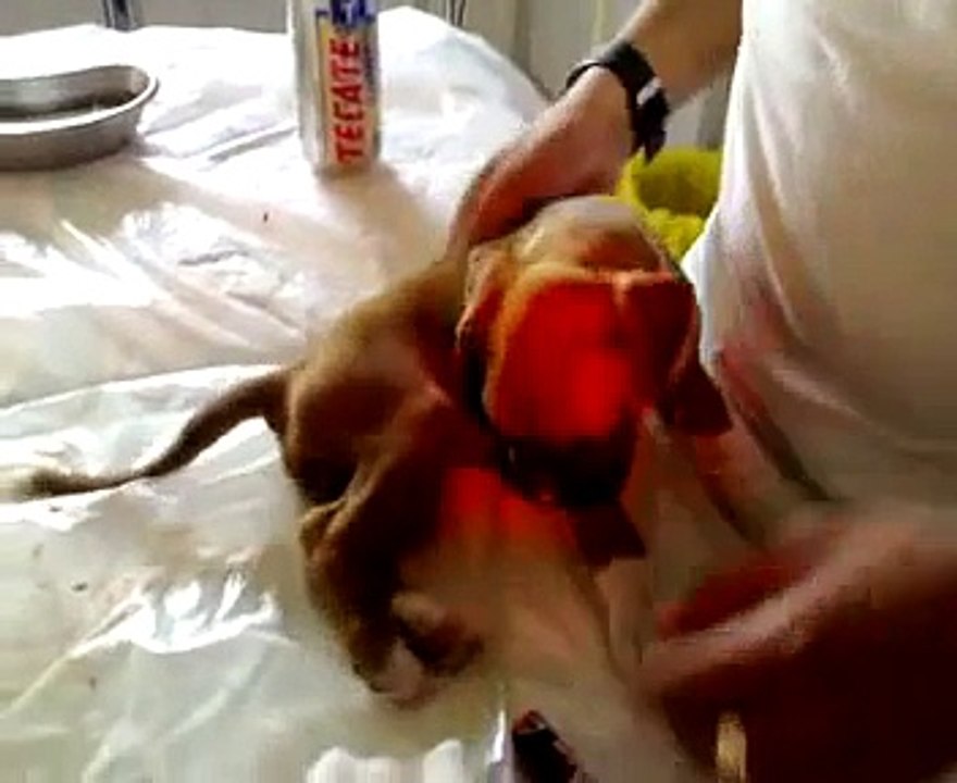 Puppy Boxer Tail Docking Surgery