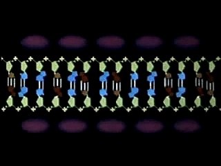 DNA Replication Animation