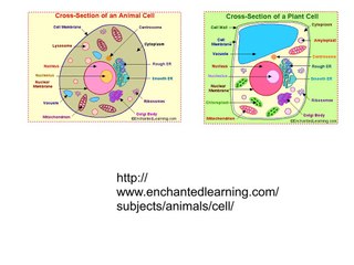 Plant vs Animal Cell diagram