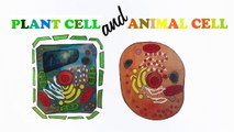 stop motion | PLANT CELL & ANIMAL CELL