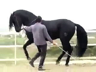 الفارس المعتصم القذافي يروض حصانه في مقطع نادر