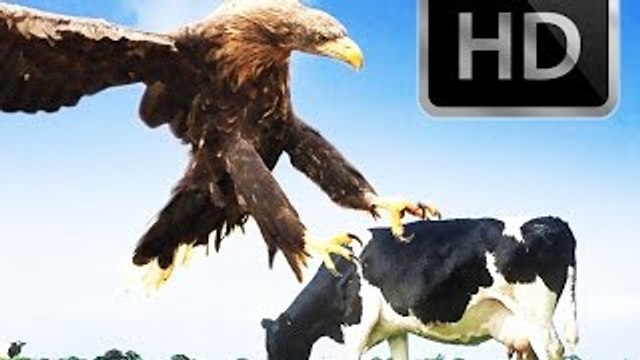 Best Eagle Attacks! World's Largest & Deadliest - Golden, Bald and Haast's Eagles