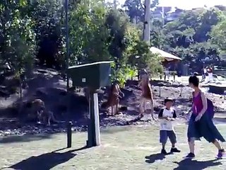 Fighting Kangaroos