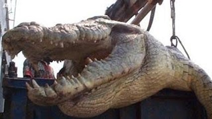Top 5 of the WORLD'S BIGGEST CROCODILES ever caught on film! ULTIMATE CROCodile compilation!