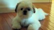 Cutest Shih Tzu Puppy Romeo Tilting Head Cuter Boo