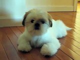Cutest Shih Tzu Puppy Romeo Tilting Head Cuter Boo