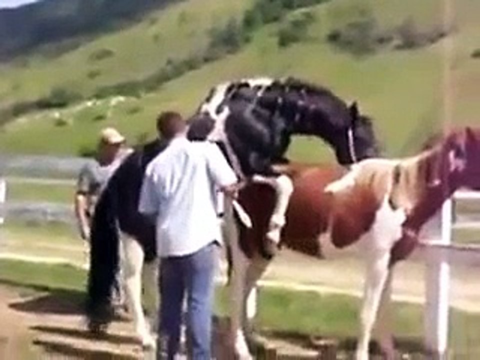 Animal reproduction  mate cruza de cavalos pampa !!!!!