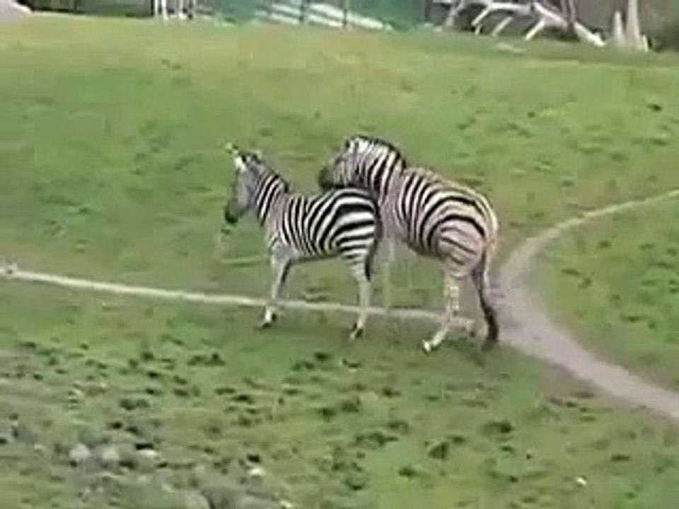 Zebras Funy mate~1