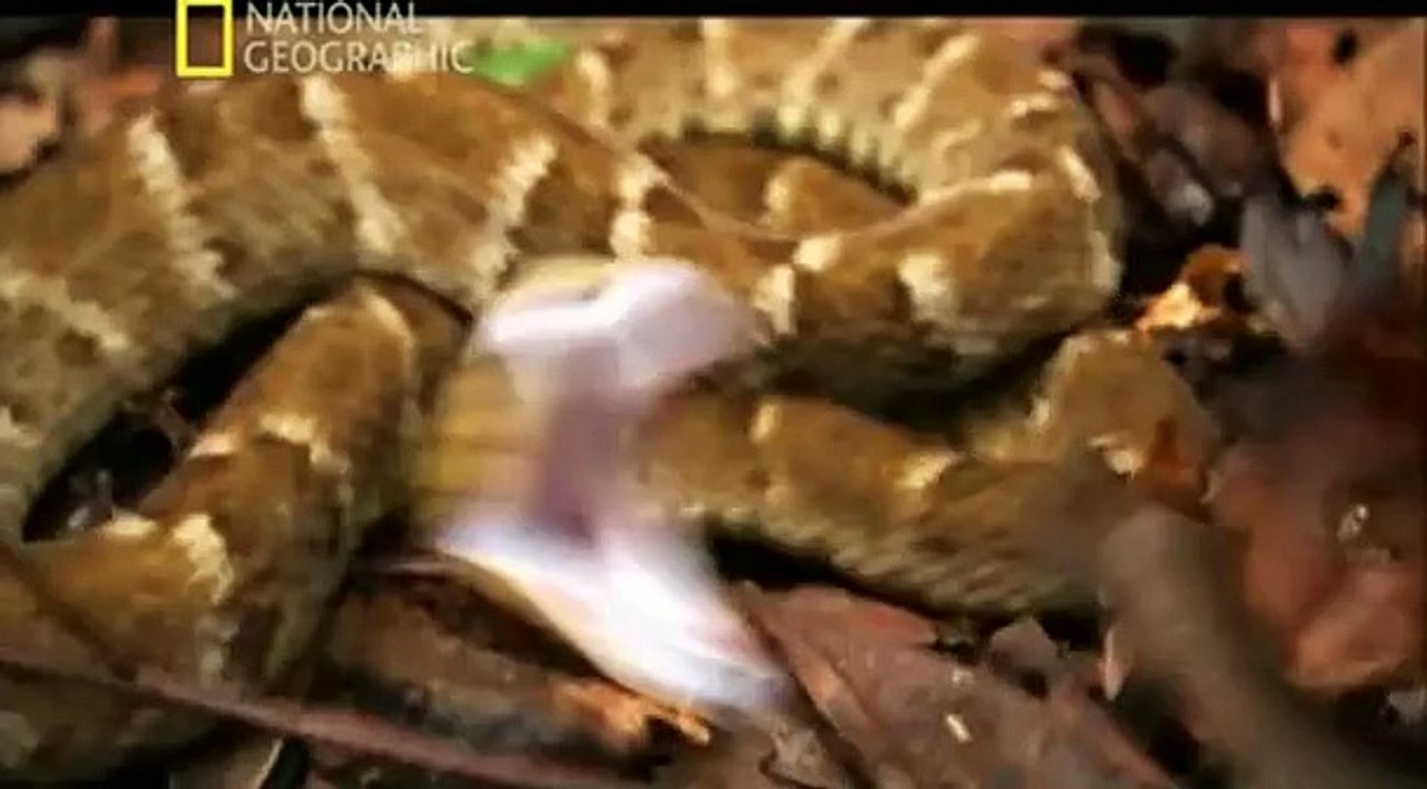 Los.animales.mas.peligrosos.del.mundo.(El.Amazonas).(Introduccion).por.R2D2.avi