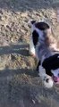 Video of adoptable pet named AJ