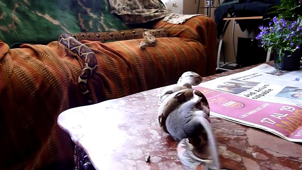 Boa vs Rat