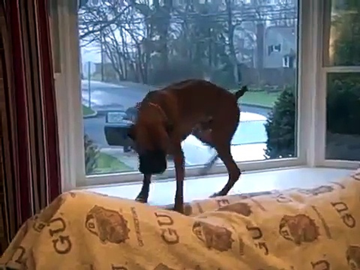 Rocky Bobo Excited Wiggle Butt !!