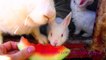 Conejos blancos cute comen cáscaras de sandía - Conejos bebes