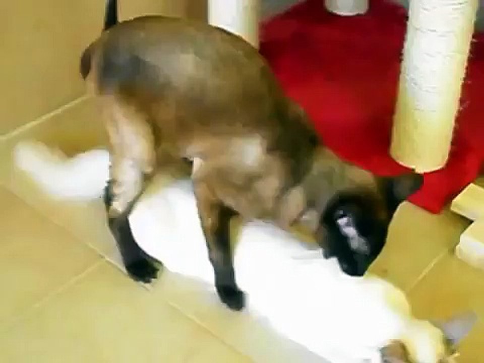 STUD SIAMESE Accoppiamento maschio siamese da monta con balinese allevamento amatoriale "Doge"