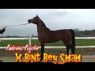 Psytadel ( Padron psyche x Bint bey shah)