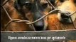 El mercado de pieles en China - de PETA con Trent Reznor de Nine Inch Nails - Subtitulado