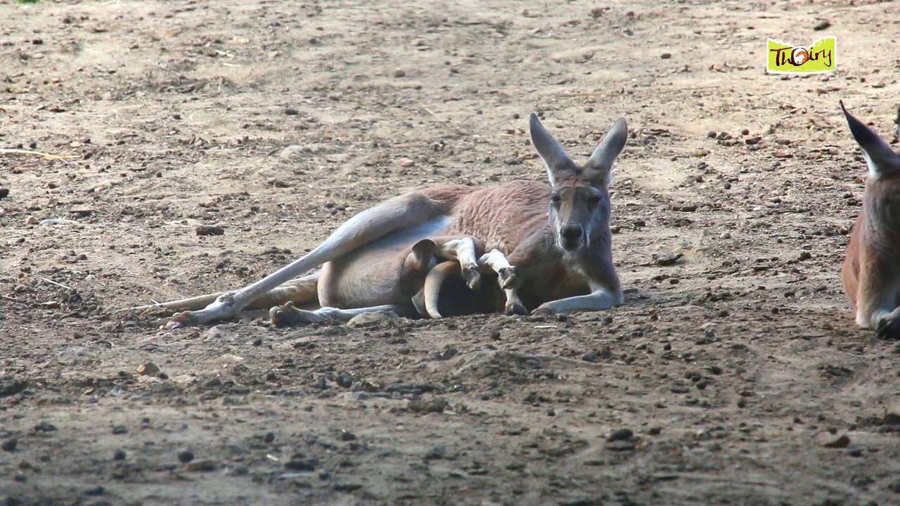 Les bébés Kangourous, de grands gourmands !