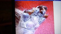 Cómo cortar las uñas de un cobayo (guimo, cuyo, cobaya) y bloopers al final ^^  - Video 6
