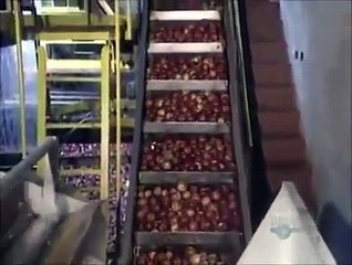 Apple Juice Production Plant