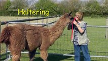 Clicker Training with Llamas.. a few basic ideas to get you started