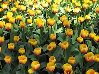 ŻÓŁTE TULIPANY śpiewa Imperium