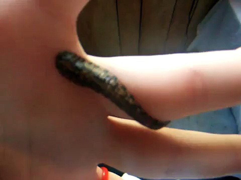 It's Fun to Play with Blood Sucking Leeches :)