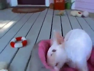 Tugg the Bull Terrier puppy video 3