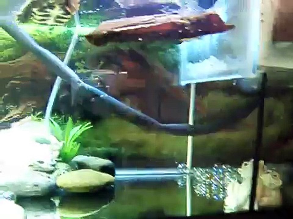 Reeves Turtle Care