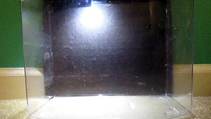 Betta Basics: How To Set Up A Betta Tank