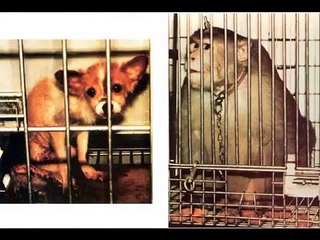 A.L.F ( animal liberation front )