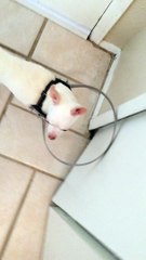 Blind dog gets guided home thanks to home made bumper