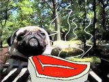 Lil B The BasedGod cooking video by KURTIS PUG I COOK FIRST COOKING PUG uncle grumpy   inc