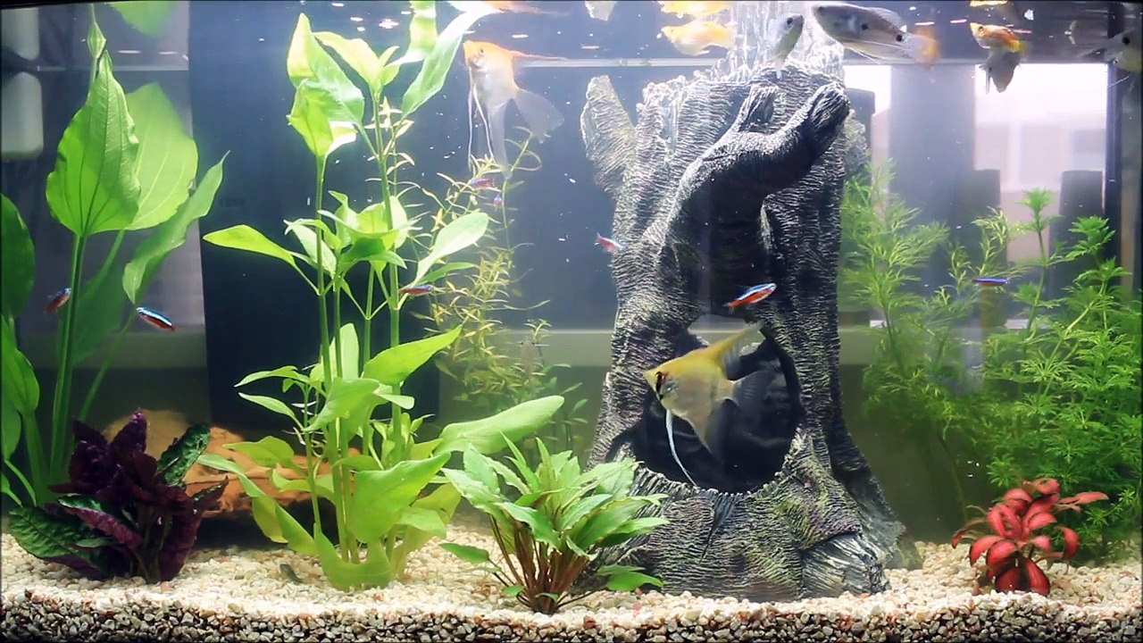 Tetra AquaArt Evolution 100L fishtank