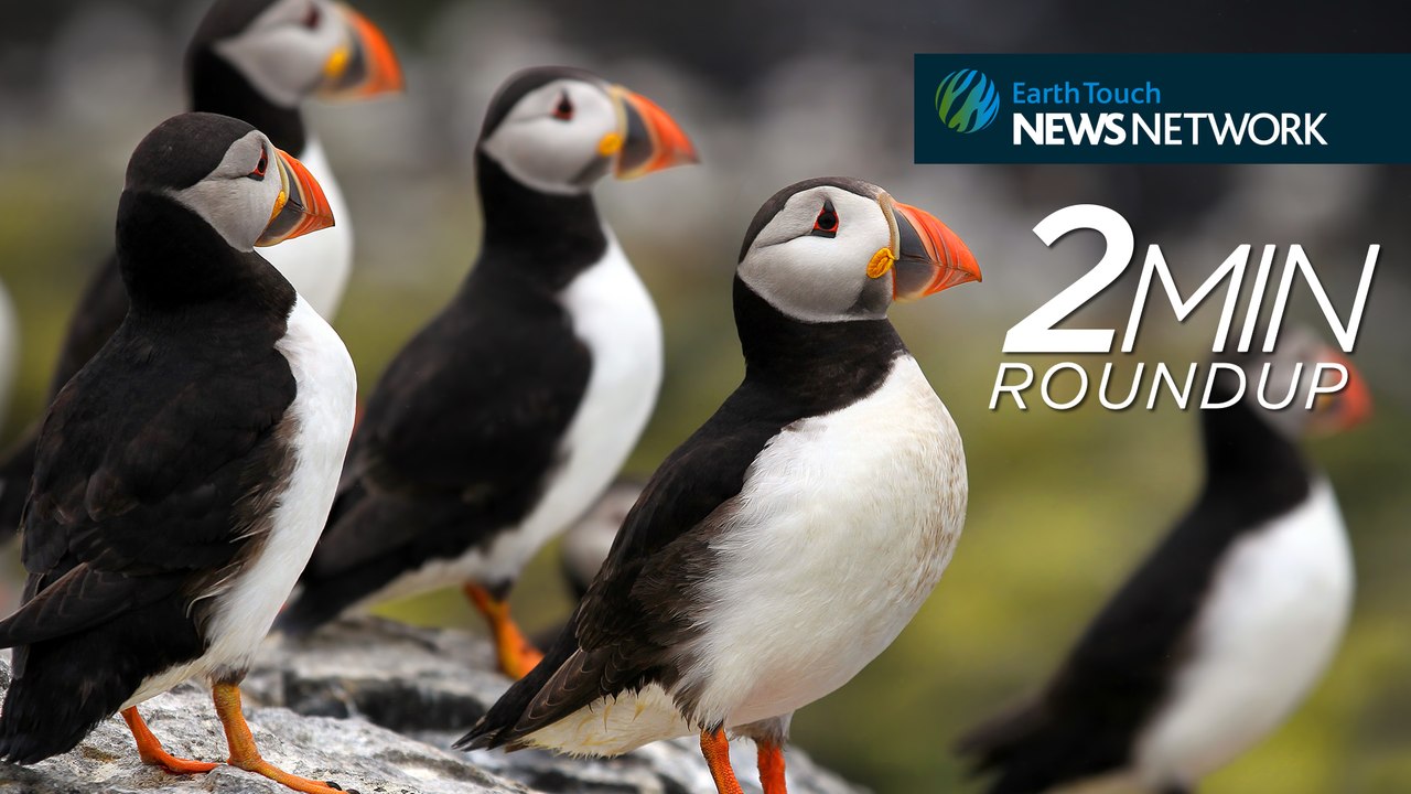 Mick Fanning's shark encounter, puffins in trouble & adorable otters!