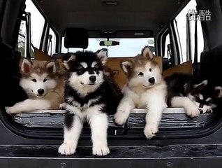 Les chiots ont réagi de manière époustouflante en entendant la musique