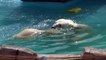 Lara the polar bear Mother enjoys giving training lessons to her female cub in the water, at Sapporo Maruyama Zoo, Japan