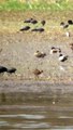 Black tailed godwit- Indiana- 4/4/15