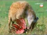 Vultures those opportunities Discovery Animals Nature documentary [HD]