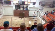 Boer Goats Centennial Livestock Auction