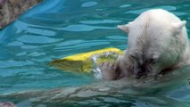 Lara the polar bear and her female cub enjoy themselves in the water, at Sapporo Maruyama Zoo, Japan