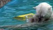 Lara the polar bear and her female cub enjoy themselves in the water, at Sapporo Maruyama Zoo, Japan