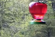 Ruby Throated Male Hummingbird