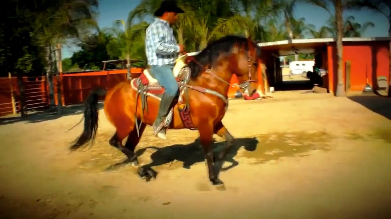 Caballos bailadores