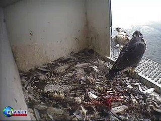 Faith takes a giant leap